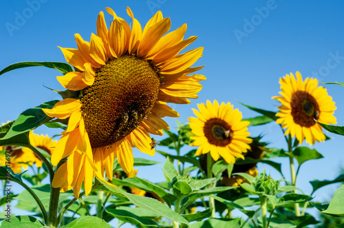 Close-up of sunflower field with blue sky