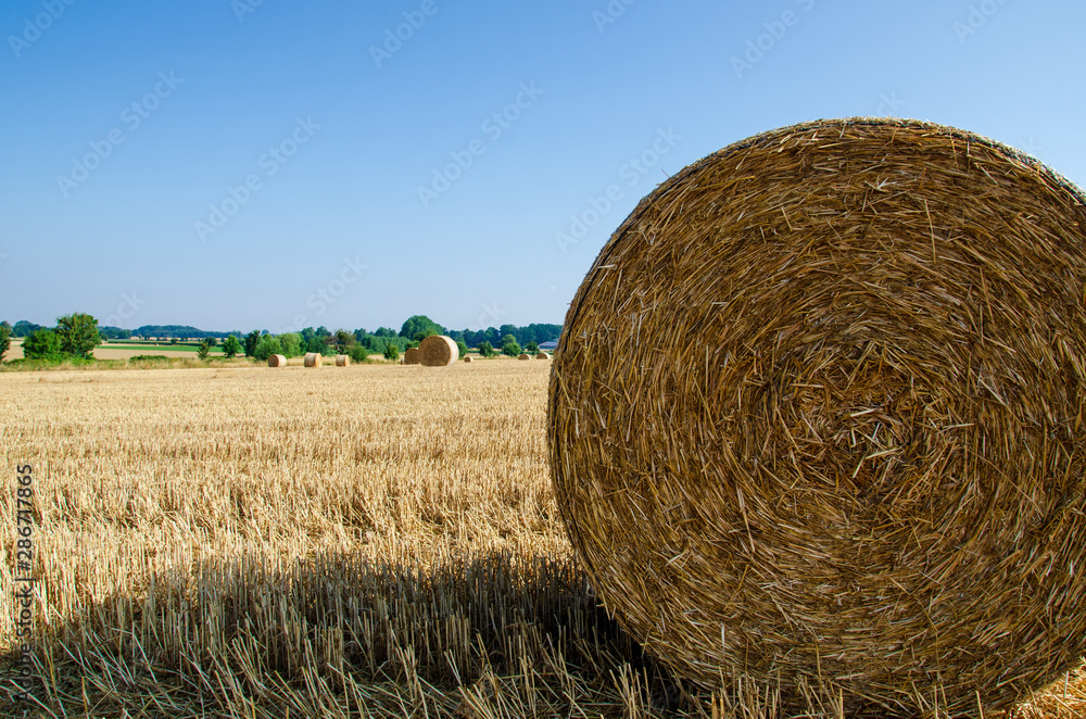 Rolled up hay bales on wheat field or dry meadow after harvest in rural agricultural area.