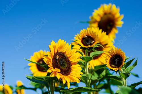 Close-up of sunflower field with blue sky