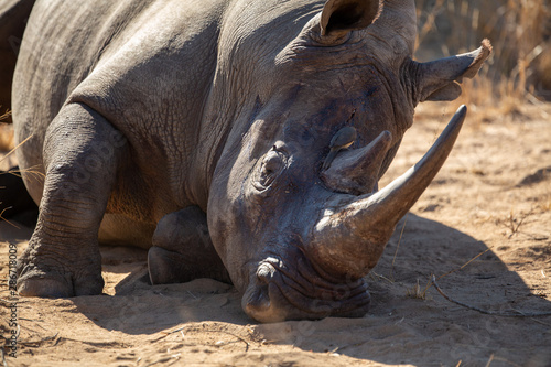 Large male white rhino  showing the battle scars of a territorial dispute between bulls.