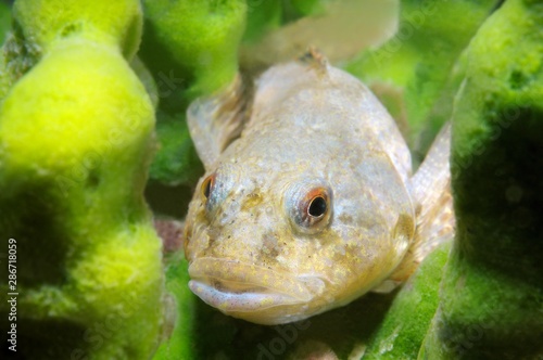 Bighead Sculpin (Batrachocottus baicalensis), Lake Baikal, Siberia, Russia, Europe photo