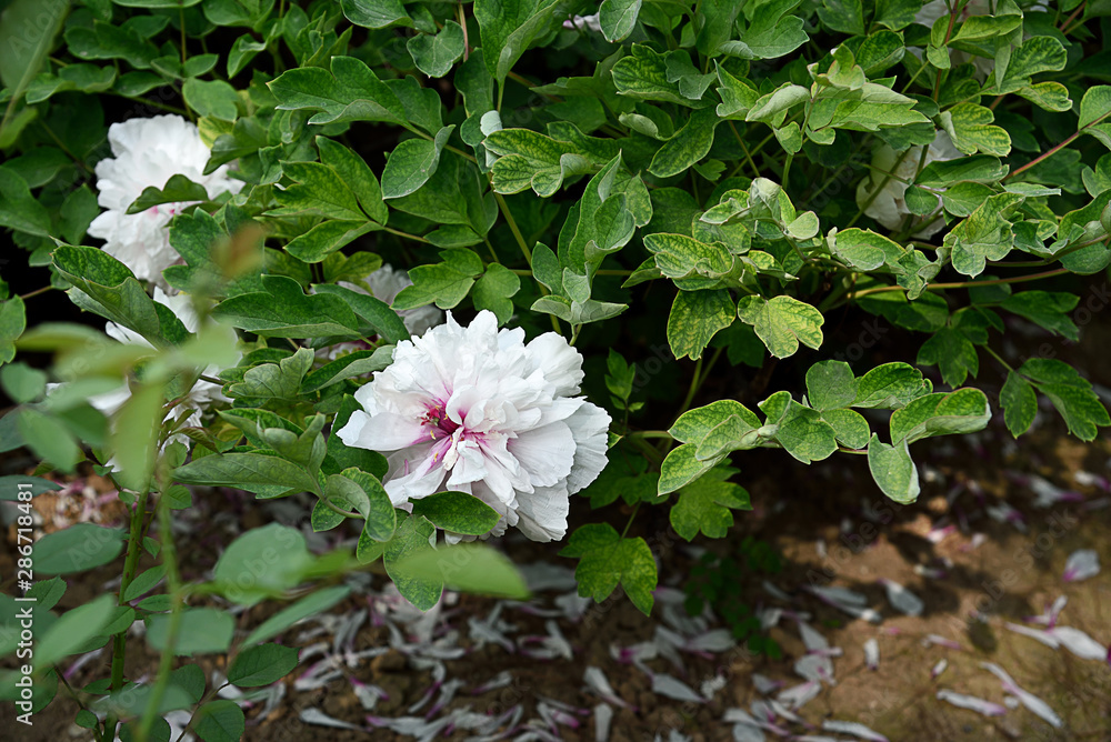 Peony Peony