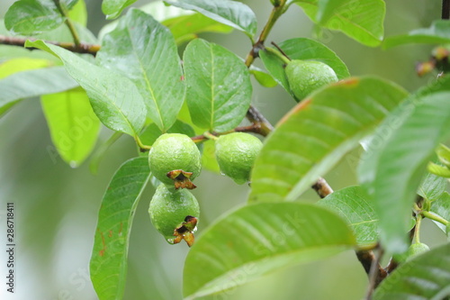 Green fruit hanging from the stem