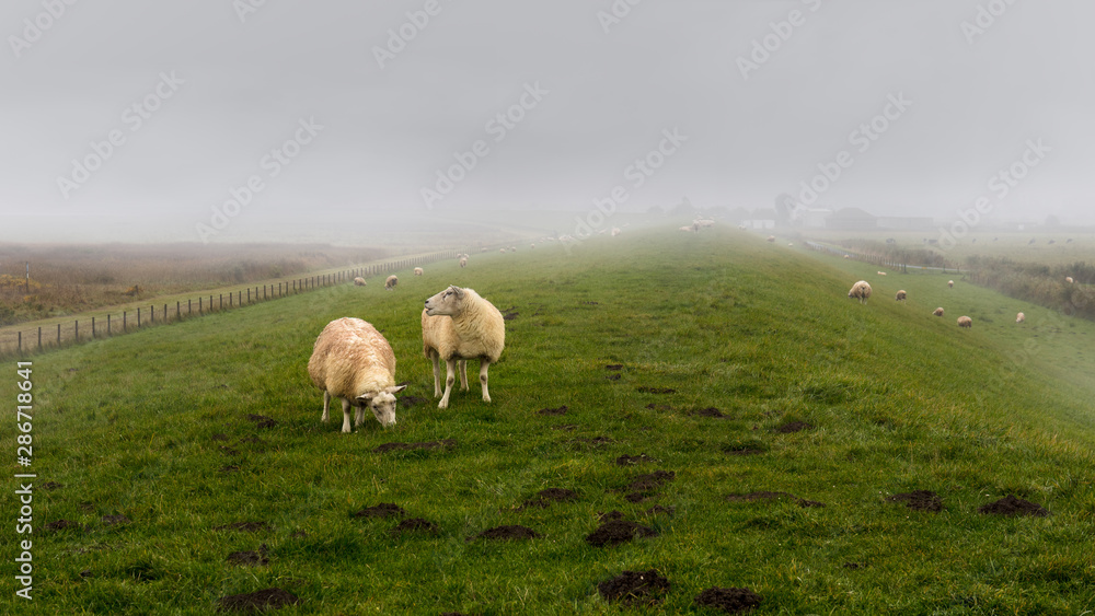 Two sheep in the foreground in front of a whole herd on a dyke with a lot of green fresh grass in northern Germany near the town of Norddeich. It is very foggy with a farm in the haze.