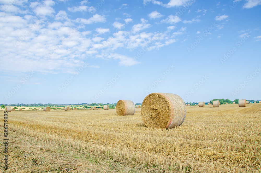 Rolled up hay bales on wheat field or dry meadow after harvest in rural agricultural area.