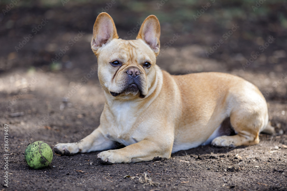 Curious French Bulldog Male Taking a Break. Off-leash dog park in Northern California. Curious French Bulldog Male Taking a Break. Off-leash dog park in Northern California.