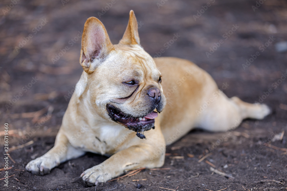 Muddy French Bulldog Male Cooling Down. Off-leash dog park in Northern California.