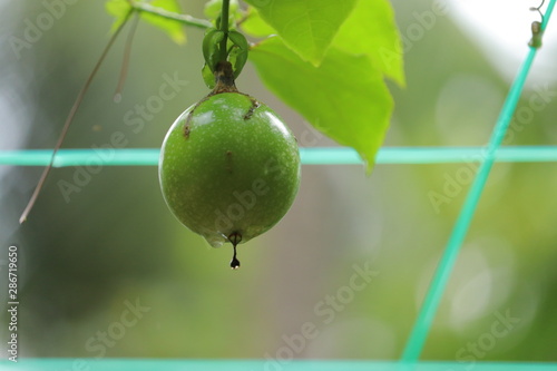 Green fruit hanging from the stem