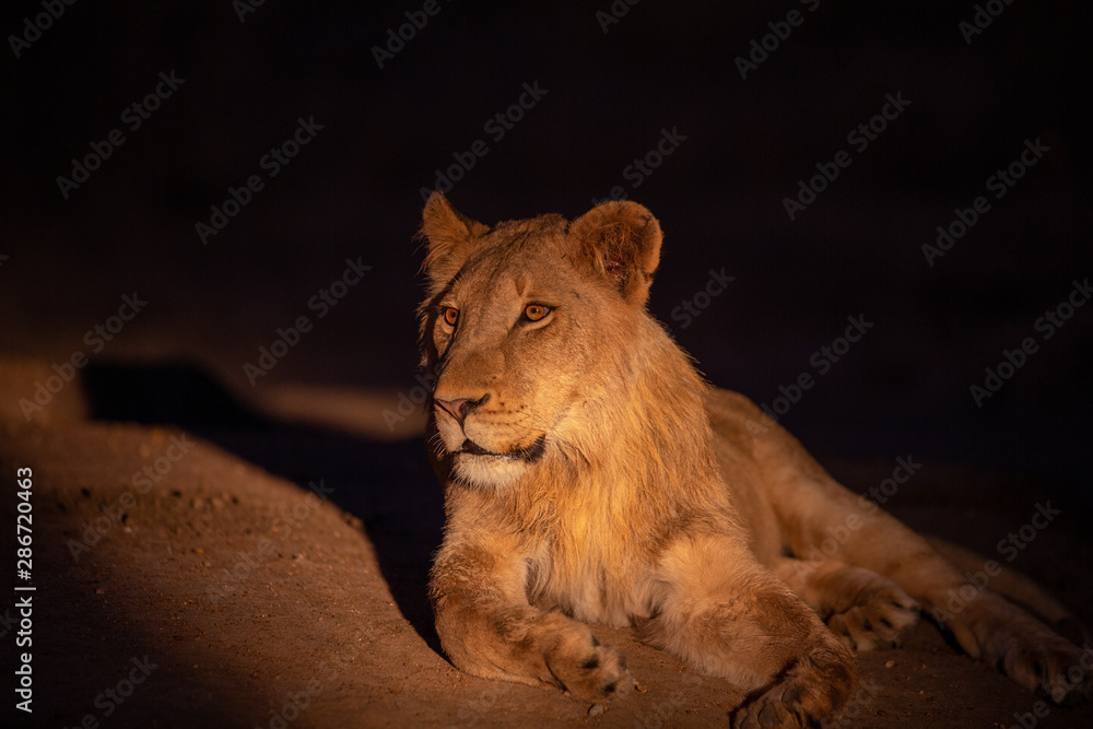 Naklejka premium Young male lion cub been left behind after the rest of the pride had moved off. 