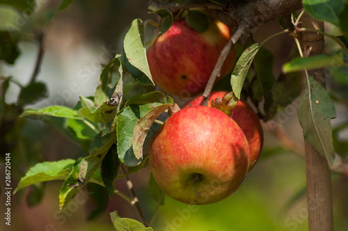 Closeup of red apple in apple tree on sunlight view