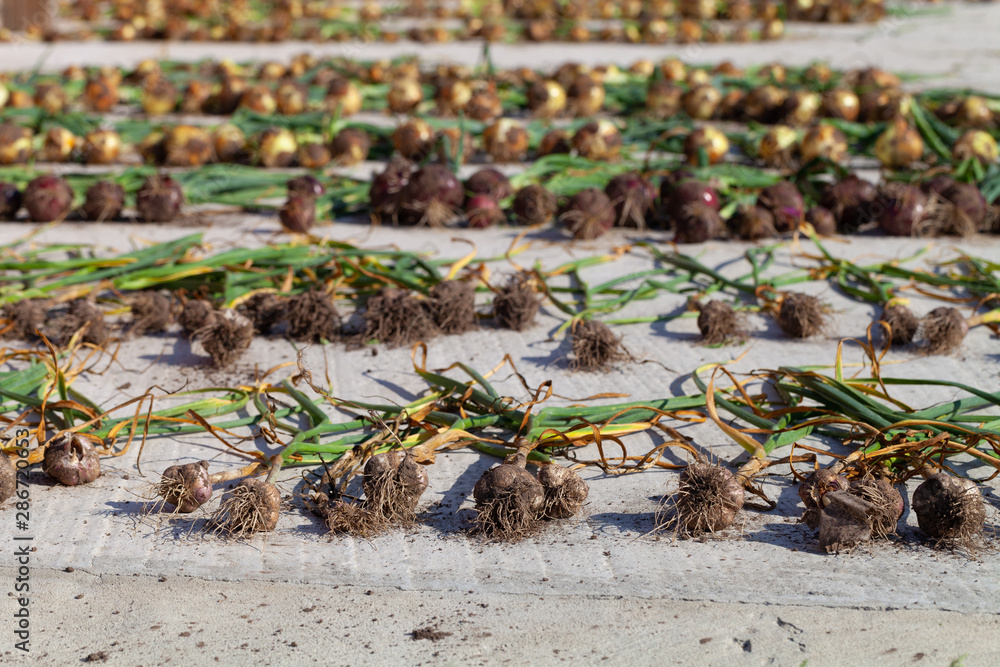 Fresh harvest of onion collected and laid out on a cement floor to dry. Shallow depth of field. Selective focus Fresh harvest of onion collected and laid out on a cement floor to dry. Shallow depth of field. Selective focus