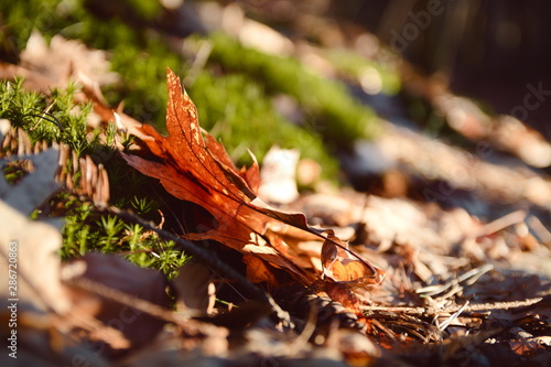 Autumn leaf on the ground between other leaves 