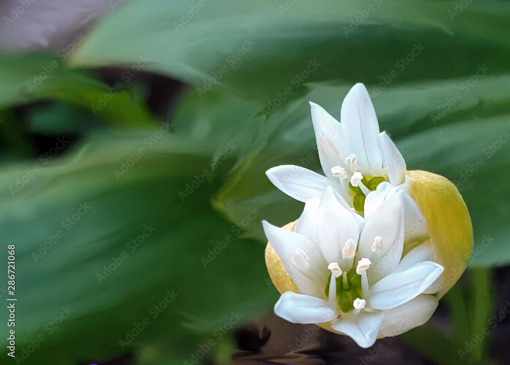 wild garlic, flowers, buds, allium ursinum, drawn wild garlic, flowers, buds, allium ursinum, drawn