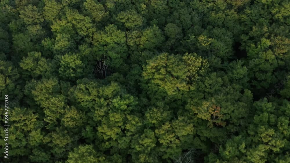 4K aerial establishing shot of a beautiful green forest. Cinematic footage. 4K aerial establishing shot of a beautiful green forest. Cinematic footage.