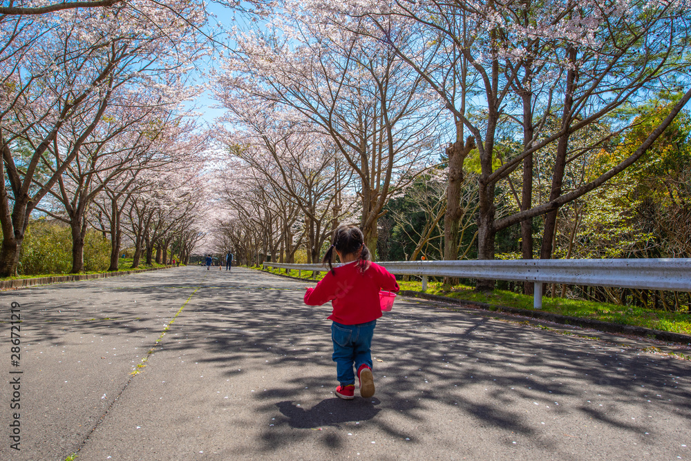 Fototapeta premium 子供と桜