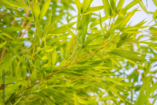 Beautiful leafs of golden bamboo against the sky on sunny day
