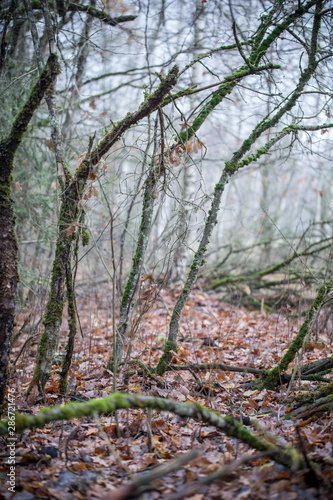 autumn foggy magical forest