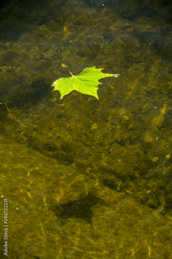 Green leaf floating on clear water in a pond Green leaf floating on clear water in a pond