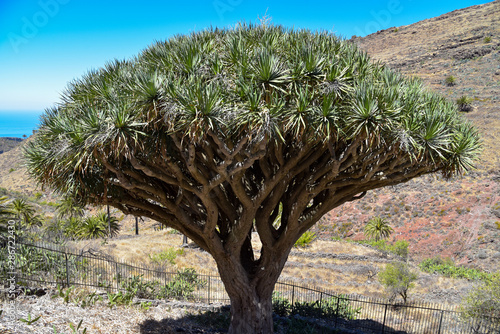 Kanarischer Drachenbaum im Süden von La Gomera photo