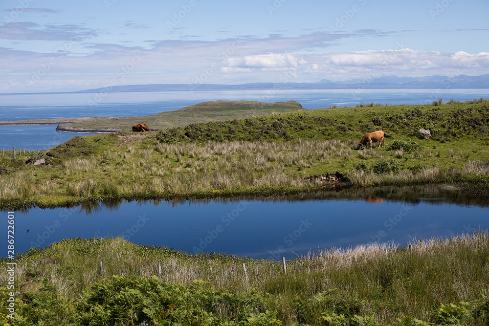 Cows eating fresh grass in pastoral landscape next to the ocean