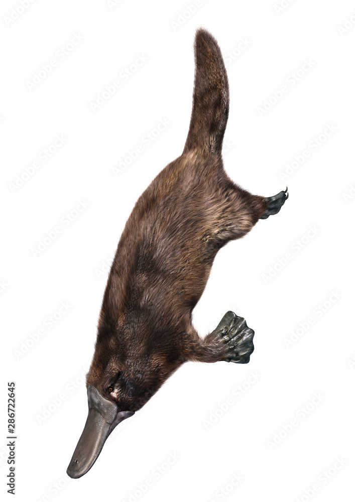3D Rendering Platypus on White 3D Rendering Platypus on White