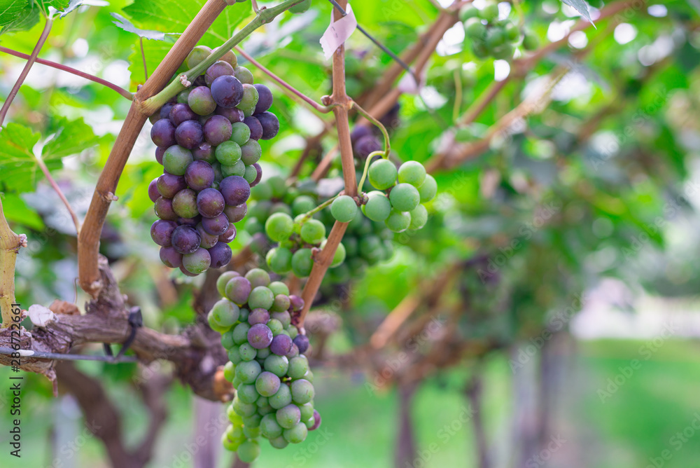Bunch of red and white grape at vine. ripe purple bunch. outdoor harvesting season concept.Vineyard Bunch of red and white grape at vine. ripe purple bunch. outdoor harvesting season concept.Vineyard