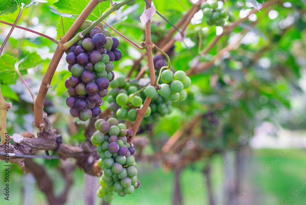 Bunch of red and white grape at vine. ripe purple bunch. outdoor harvesting season concept.Vineyard