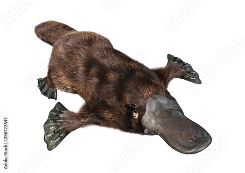 Tapety artystyczne 3D Rendering Platypus on White