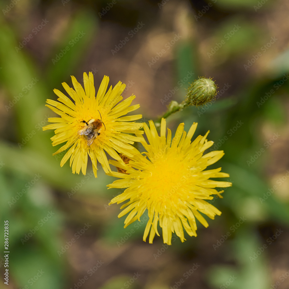 Abeille sur une fleur de pissenlit . Abeille sur une fleur de pissenlit .
