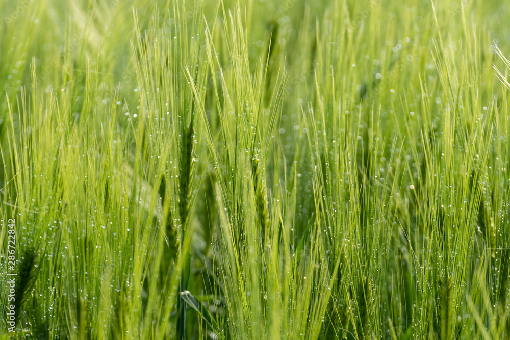 Obraz premium Field of wheat. Wheat Field Moved by Summer Wind