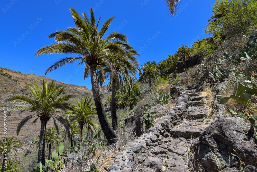 Fototapeta premium Wanderweg mit Palmen auf der Insel La Gomera