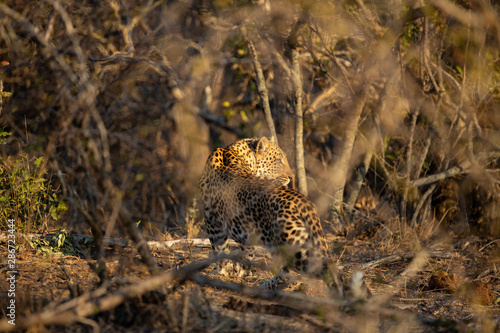 Young female leopard stalking and hunting a little scrub hare then feeding on it. l photo