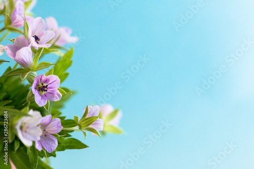 Composition with delicate light purple flowers with copy space on a blue background. Closeup of purple flowers. 