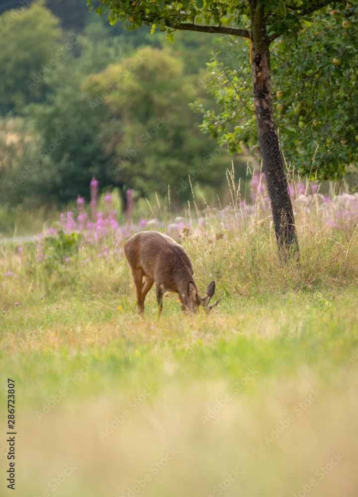 Deer in the grass of the forest. Roe deer chewing green leaves Deer in the grass of the forest. Roe deer chewing green leaves