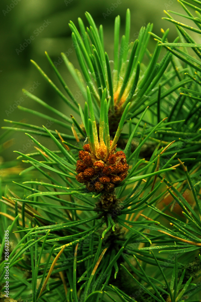 Flowering branches of pine, with cones and green needles on a blurred natural background, copy space, close-up,