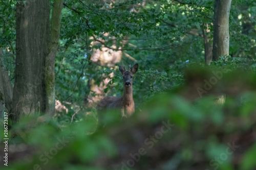 Deer in the forest. Deer in the forest looking into the camera