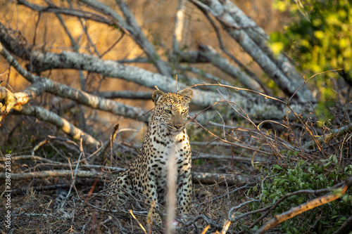 Young female leopard stalking and hunting a little scrub hare then feeding on it. l photo