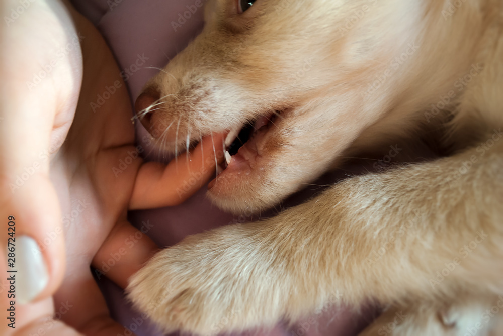 Foto Stock Canini denti affilati nel cucciolo | Adobe Stock