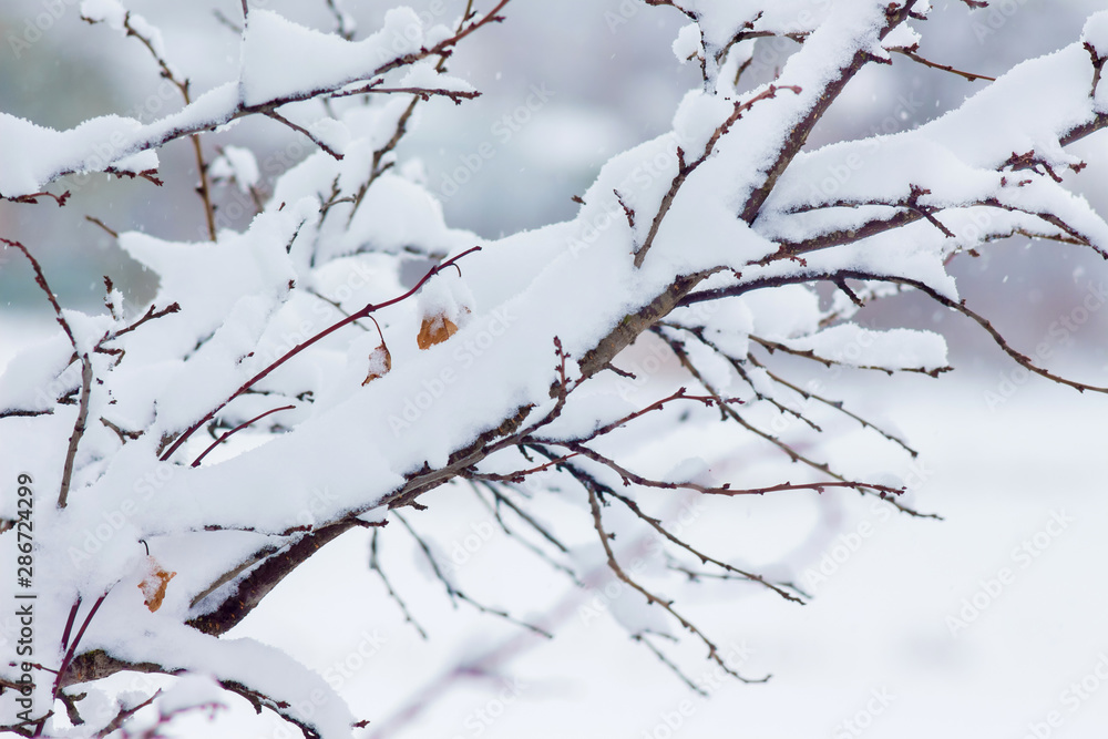 The tree branch is covered with a thick layer of snow_ The tree branch is covered with a thick layer of snow_