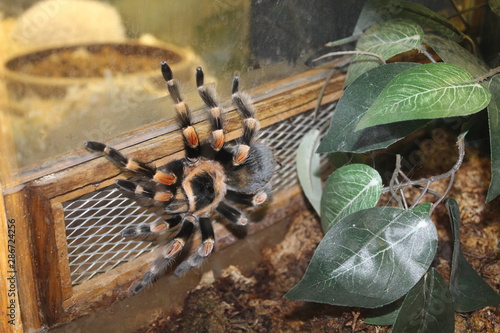 Big spider tarantula albopilosum in all its glory