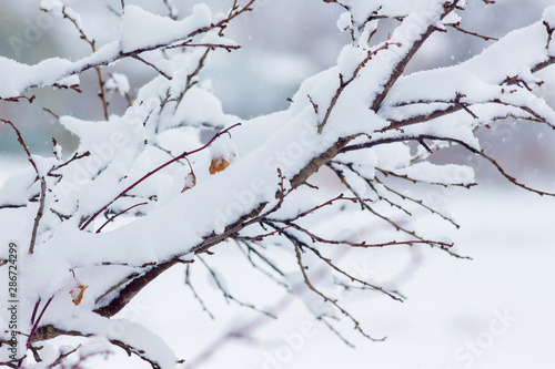 The tree branch is covered with a thick layer of snow_