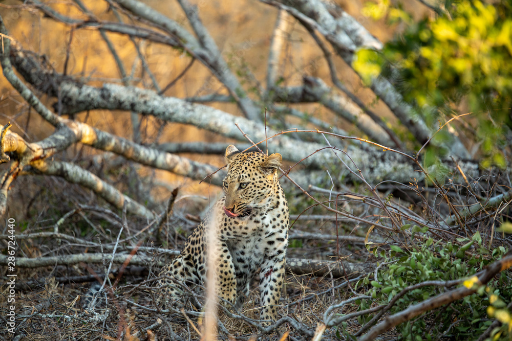Fototapeta premium Young female leopard stalking and hunting a little scrub hare then feeding on it. l