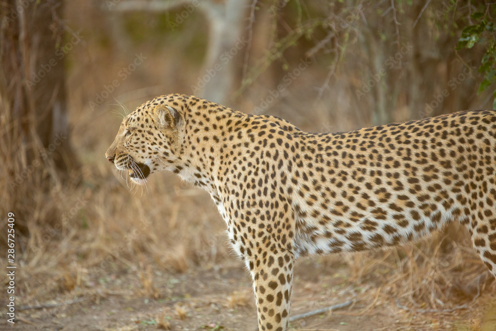 Young female leopard stalking and hunting a little scrub hare then feeding on it. l Young female leopard stalking and hunting a little scrub hare then feeding on it. l