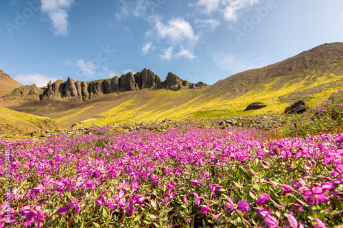 Paisaje primaveral de montaña con flores rosas y campos verdes en islandia