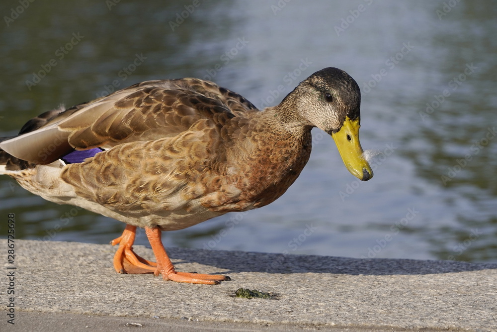 the grey duck searching food in the soft sunlight at dawn or sunset on the bank of river in the soft sunlight at dawn or sunset the grey duck searching food in the soft sunlight at dawn or sunset on the bank of river in the soft sunlight at dawn or sunset