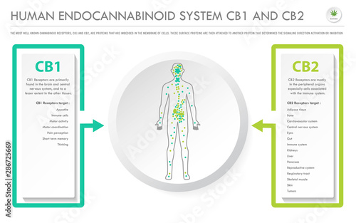 Human Endocannabinoid System CB1 and CB2 horizontal business infographic illustration about cannabis as herbal alternative medicine and chemical therapy, healthcare and medical science vector.