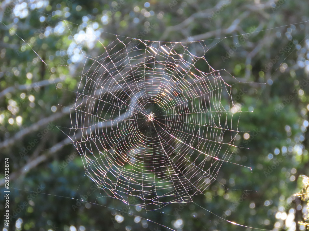 spider web with water drops spider web with water drops