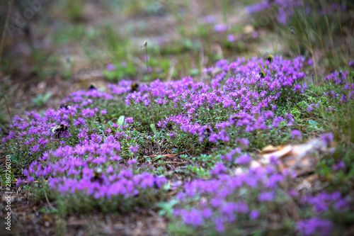 Photography Thyme blooms beautifully in the forest with bumblebees on the flowers