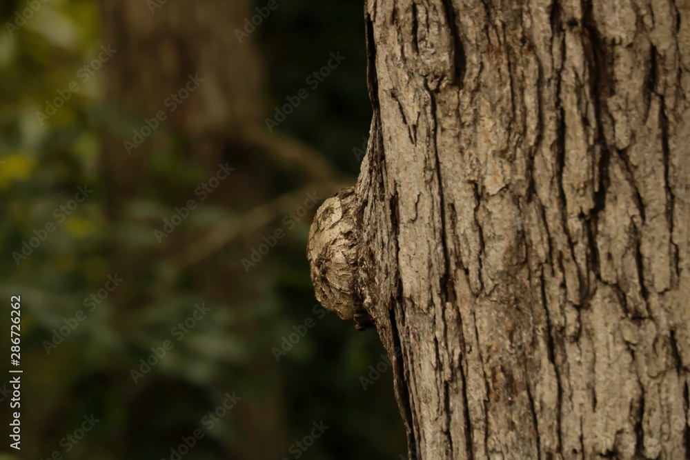 Bump on a Tree Bump on a Tree