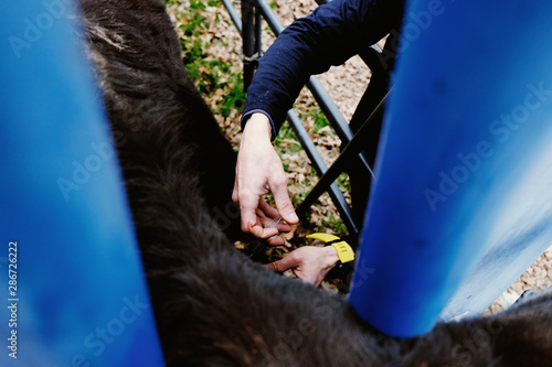 Foto Vaccination of young calf in cattle chute, shows subcutaneous injection with needle